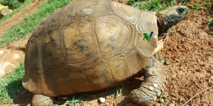 Intensivo em Anestesiologia e Cirurgias de Rotina em Selvagens e Exóticos Pet