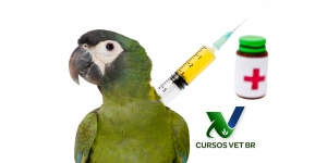 Anestesiologia em Aves Mantidas como Pet