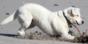 Anestesia de Pequenos Animais - TIVA, PIVA e Ventilação Mecânica