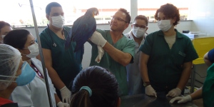 Curso Intensivo de ClÃ­nica e EmergÃªncia em Aves Silvestres e ExÃ³ticas