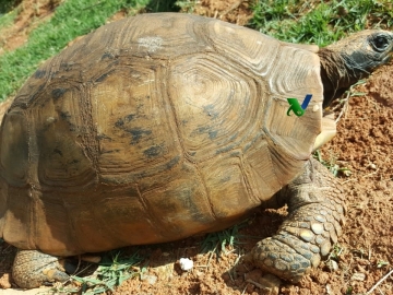 Intensivo em Anestesiologia e Cirurgias de Rotina em Selvagens e Exóticos Pet