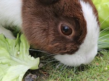 Intensivo de Cirugia en Lagomorfos, Roedores Y Reptiles