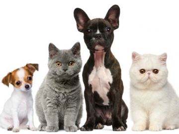 Curso Dermatologia Veterinária em Pequenos Animais