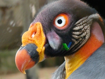 Clínica Médica e Terapêutica de Aves