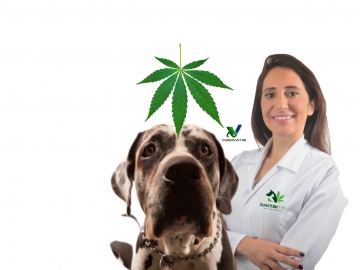 Medicina Canabinoide Veterinária