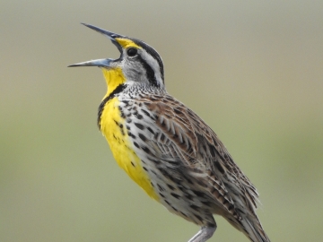 Interpretação de Radimagem: Aves e Répteis