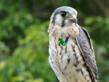 Intensivo de Clinica e Emergência em Aves Silvestres e Exóticas