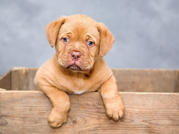 Neurologia Veterinária de Pequenos Animais