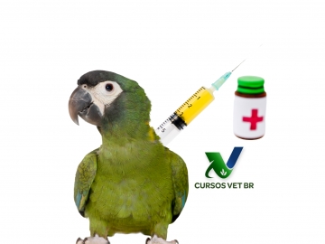 Anestesiologia em Aves Mantidas como Pet