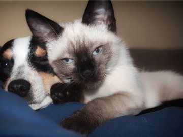 Oncologia de Rotina Médica e Cirúrgica em Pequenos Animais