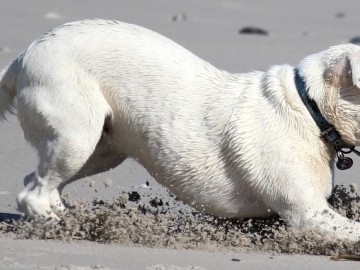 Anestesia de Pequenos Animais - TIVA, PIVA e Ventilação Mecânica